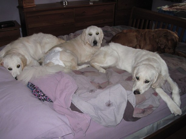golden retriever rescue in wisconsin goldens sweep the barkbucks challenge barkpost golden retriever rescue in wisconsin goldens sweep the barkbucks challenge barkpost