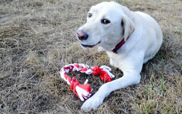 t-shirt-dog-toy homemade dog toy
