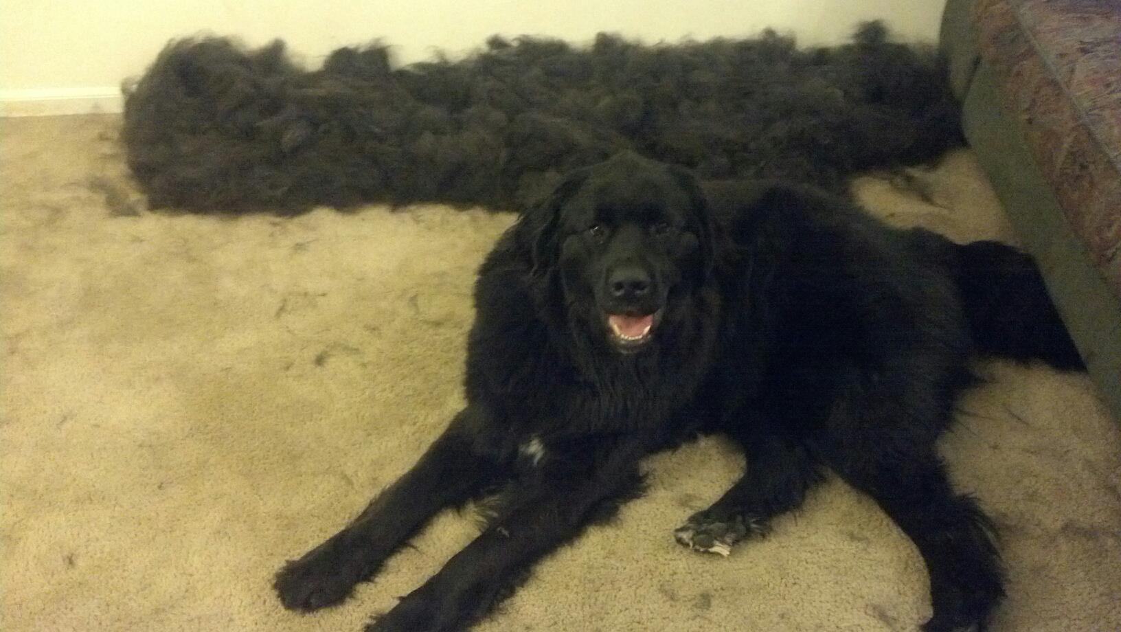 The 10 Greatest Things About Newfoundland Dogs BarkPost