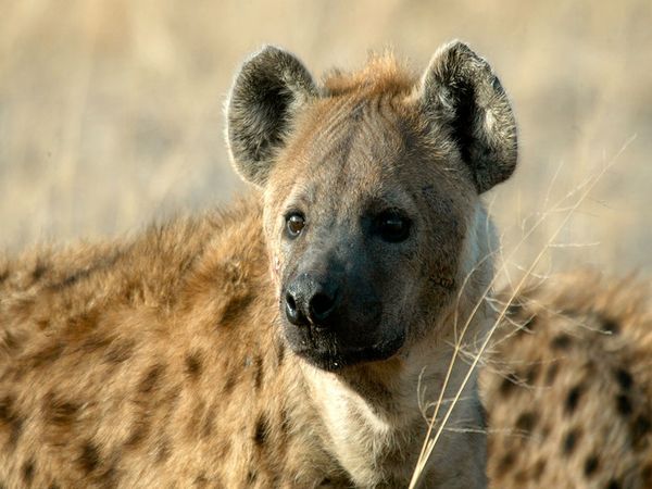 hyena