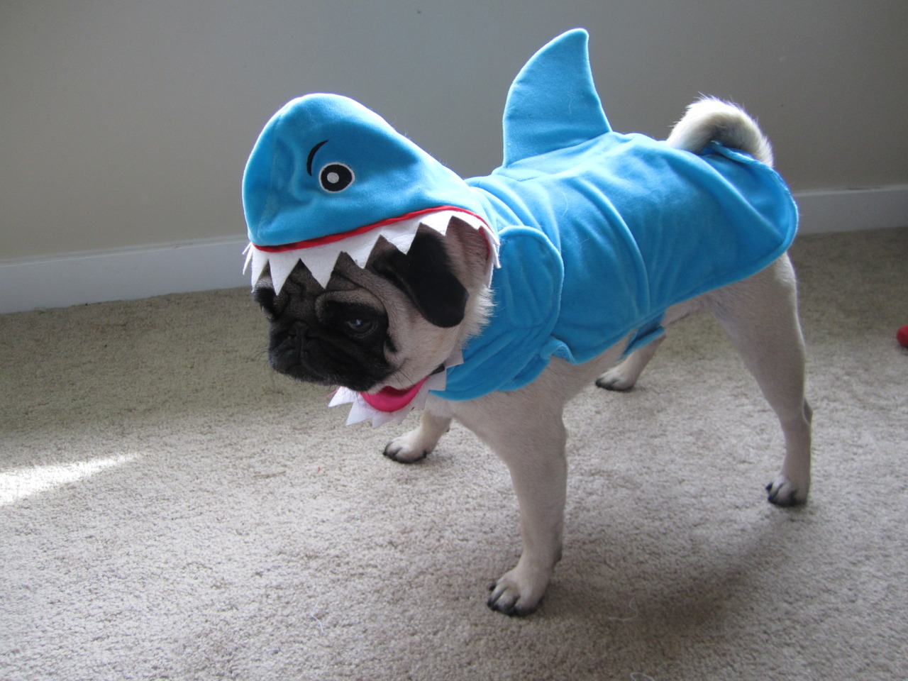 can pugs swim 22 pugs who dress to impress barkpost can pugs swim 22 pugs who dress to impress barkpost