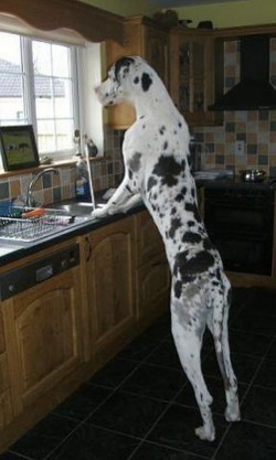 "No, no, sweetheart. You cooked dinner. Now I'll clean the dishes!"