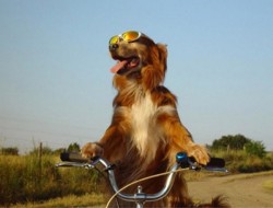 65118_how-would-it-look-like-if-dogs-were-humans02