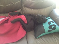 "Can you guys keep it down? You know I like to nap after barking at the UPS guy for two hours."