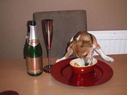 animals_stealing_food_03