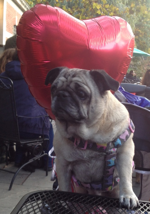 pug marriage 16 pugs help a propose marriage the barkpost pug marriage 16 pugs help a propose marriage the barkpost