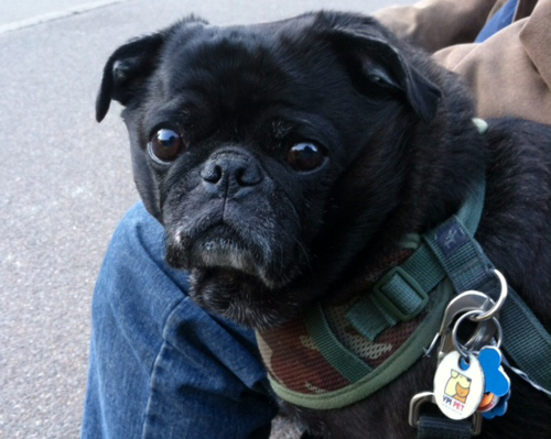 pug marriage 16 pugs help a propose marriage the barkpost pug marriage 16 pugs help a propose marriage the barkpost