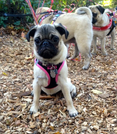 pug marriage 16 pugs help a propose marriage the barkpost pug marriage 16 pugs help a propose marriage the barkpost