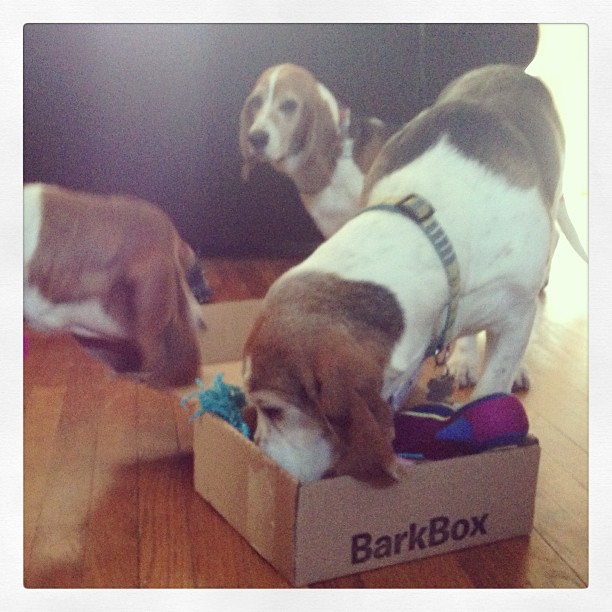 basset february barkbox