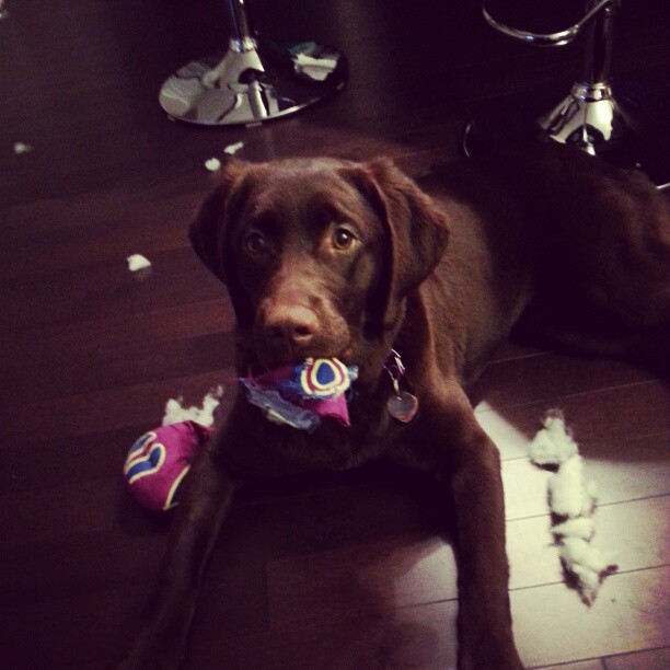 khloe from amanda a february barkbox