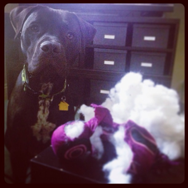 melanie baker february barkbox