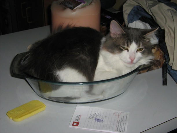 5pmcat