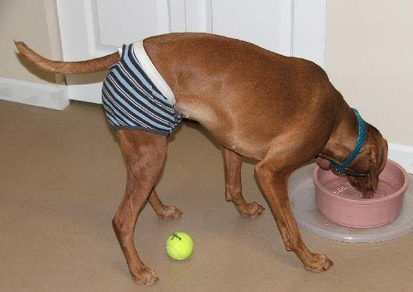 2013-06-14-Dog2