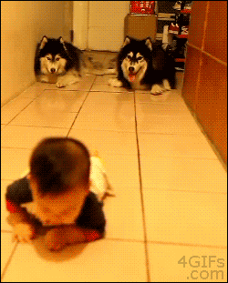 baby and dog gif