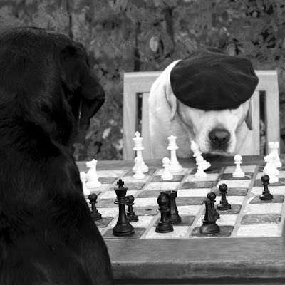 French_dog3