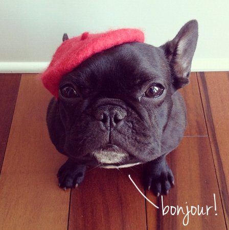 french-dog6