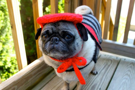 french_dog11
