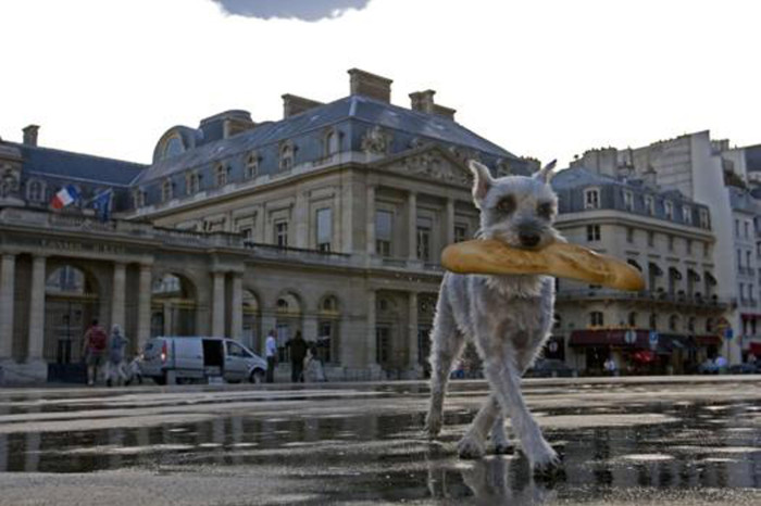 french_dog12