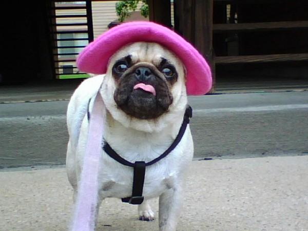 french_dog3