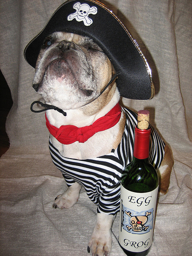 french_dog4