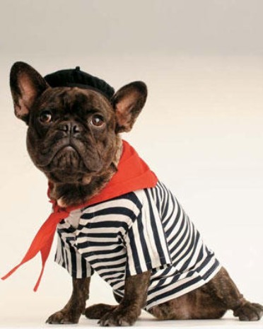 french_dog7