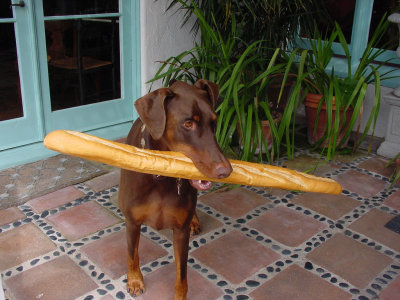 french_dog9