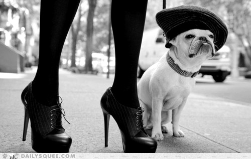 french_dog9