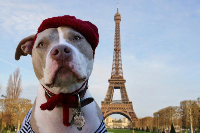 frenchdog14