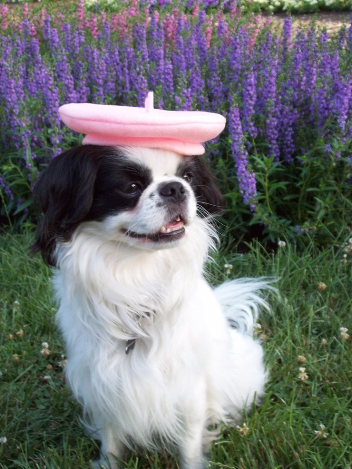 frenchdog4